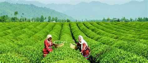 The Beauty Of Iran Tea Production And Tea Culture Arg E Jadid Travel Co