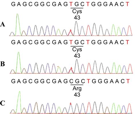 DNA Sequence Analysis For ApoE Mutation ApoE Gene Was Sequenced In