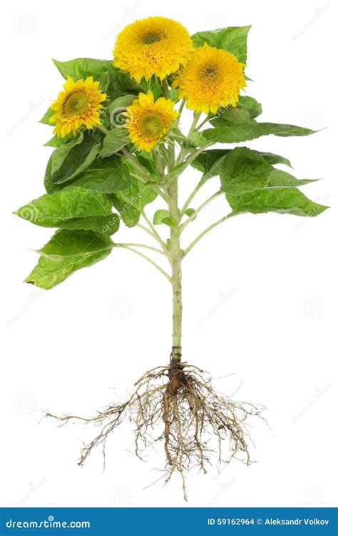 Sunflowers Roots Isolated Stock Photo - Image: 59162964