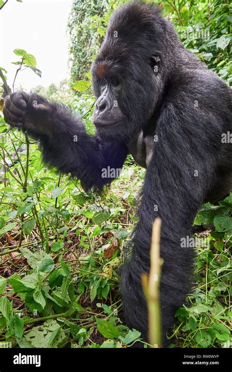 Close View Of Silverback Mountain Gorilla Gorilla Beringei Beringei