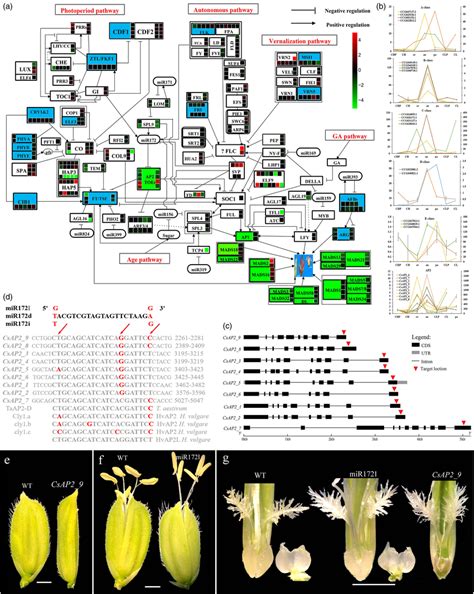 Genomewide Identification Of Flowering Genes A Flowering Gene