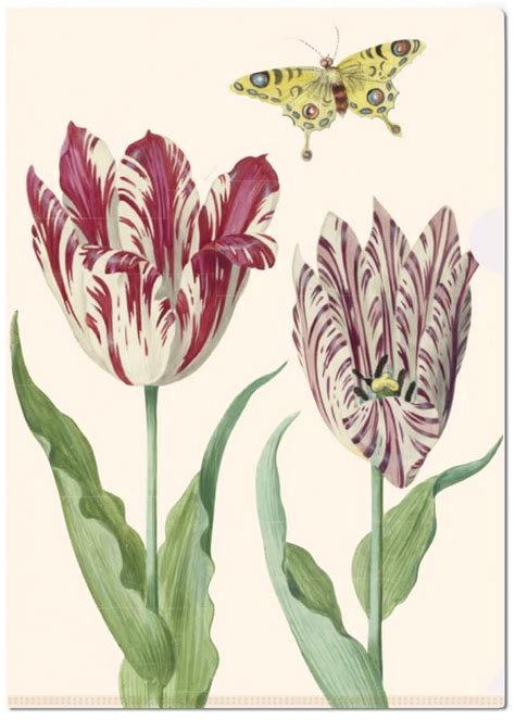 Buy L Folder Tulpen Tulips Jacob Marrel Collection Rijksmuseum