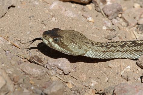 Where are you most likely to encounter Black-Tailed Rattlesnake Bite?