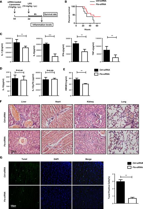 Frontiers Targeted Inhibition Of Fto Demethylase Protects Mice