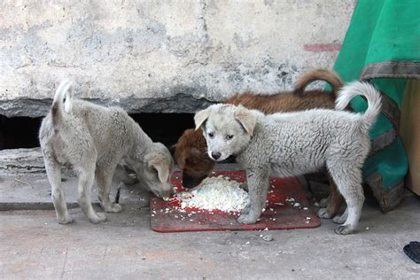 ¿cómo Identificar Y Ayudar A Los Perros Callejeros Miwuki