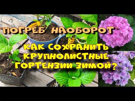Укрытие для гортензии крупнолистной. Погреб наоборот. - YouTube