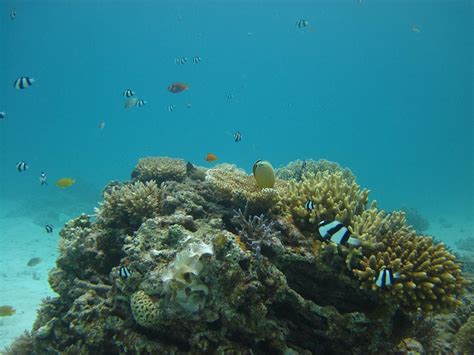 10 Most Endangered Coral Reefs - Touristlink Blog