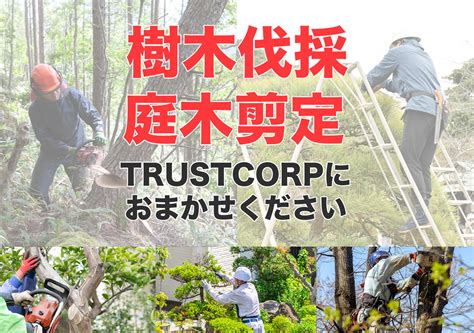 特殊伐採の特徴10個！道具・方法・費用・資格 Trustcorp