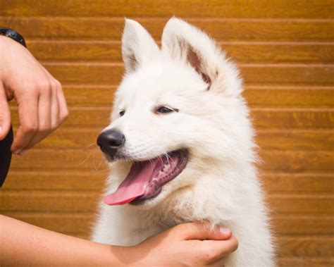 Berger Blanc Suisse Chiots Joomil Ch