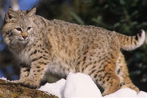 Bobcat Sounds What Does A Bobcat Sound Like Audio Samples