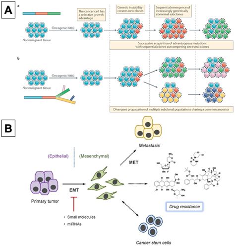 Nanocarrier Drug Resistant Tumor Interactions Novel Approaches To