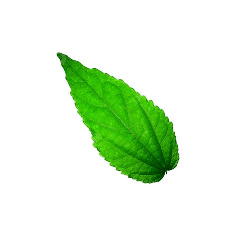 Una Hoja Verde Real Png Vectores Psd E Clipart Para Descarga