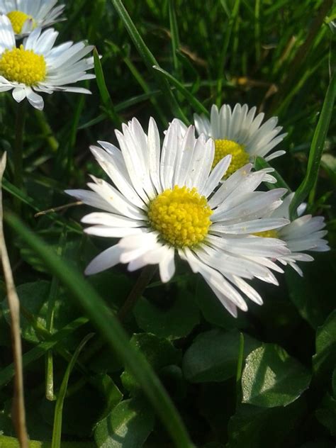 Gänseblümchen Creme Weiß Kostenloses Foto auf Pixabay Pixabay