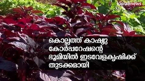 കൊല്ലത്ത് കാഷ്യു കോർപ്പറേഷന്റെ ഭൂമിയിൽ ഇടവേളകൃഷിക്ക് തുടക്കമായി