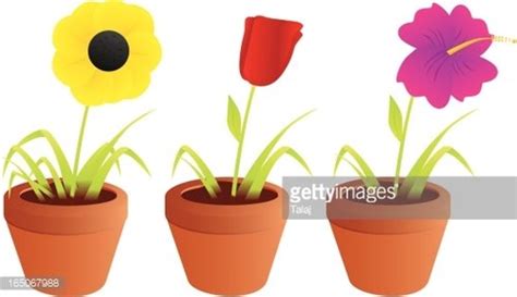 Three Flowers Stock Clipart | Royalty-Free | FreeImages