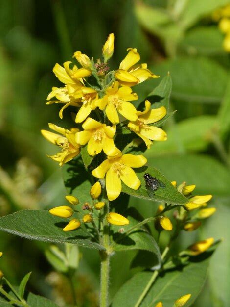 Premium Photo Close Up Of Bee On Yellow Flower