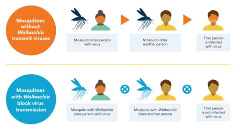 World Mosquito Program Indopacifichealthsecurity Dfat Gov Au