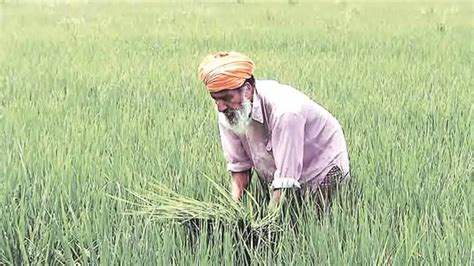 Record Paddy Procurement In Punjab 85 Lakh Tonnes And Counting As