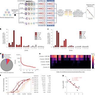 Quantitative Isolation Of Aptamers With Different Binding Affinities