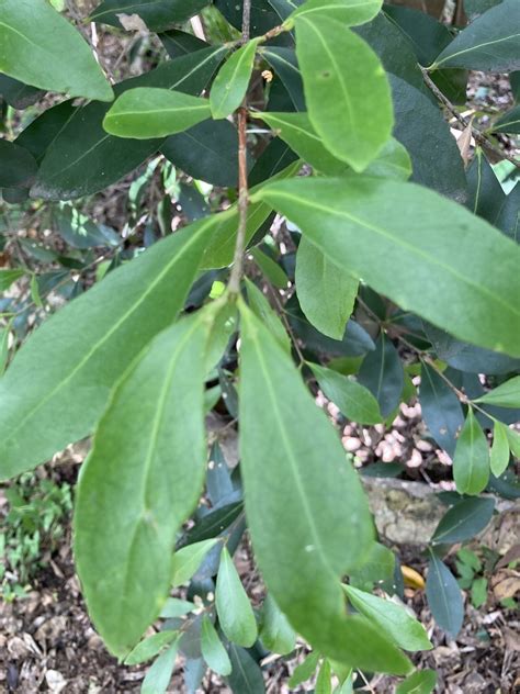 Red Fruited Olive Plum From Bowen Bridge Rd Herston Qld Au On March