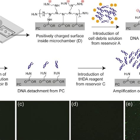 Nicking Endonuclease Assisted Nanoparticle Amplification Neana This Download Scientific