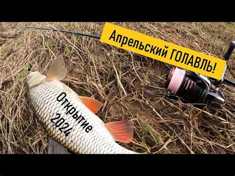 Голавль в ПЕРВОЙ ПОЛОВИНЕ АПРЕЛЯ на спинниг! Голавль на САМОДЕЛЬНЫЕ ...