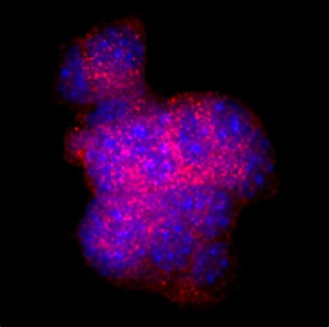 Somatostatin Rat Anti Human Mouse Clone 906552 Randd Systems™ 100μg