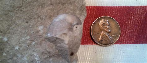 brachiopod  prteusunbound  deviantart
