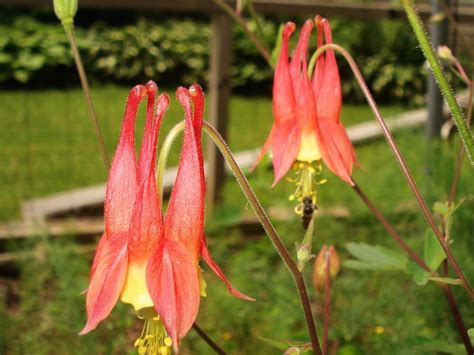 Photo Of The Bloom Of Eastern Red Columbine Aquilegia Canadensis