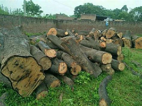 Mango Wood Log At Rs 450cubic Feet Mango Tree Wood In Mohali Id
