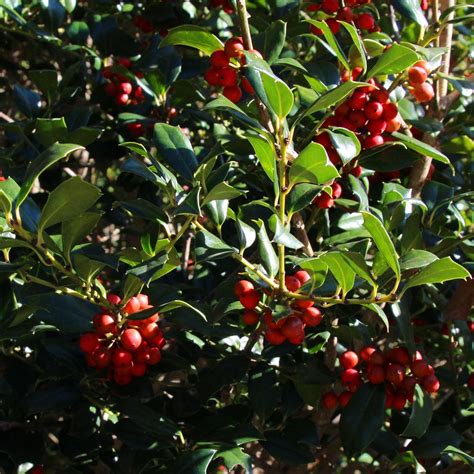 Red Holly Trees For Sale