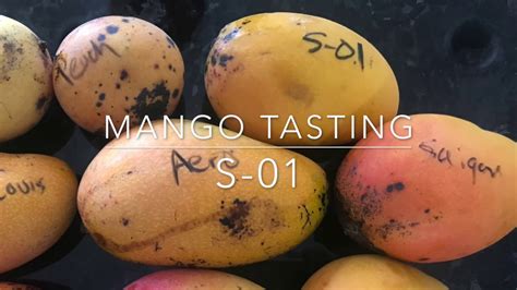 Mango Tasting Florida S 01 Mangos Youtube