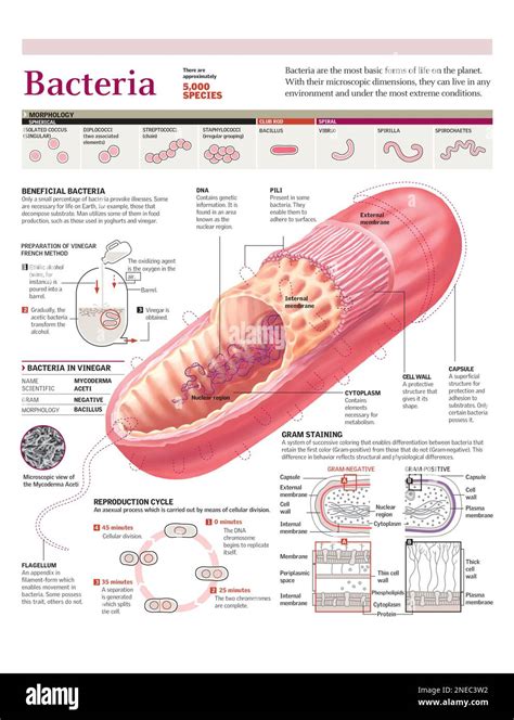 En el nombre desconocido áspero clasificacion de las bacterias segun su