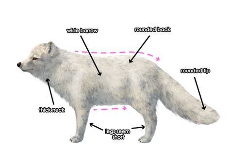 How to Draw Animals: Foxes - Tuts+ Design & Illustration Tutorial