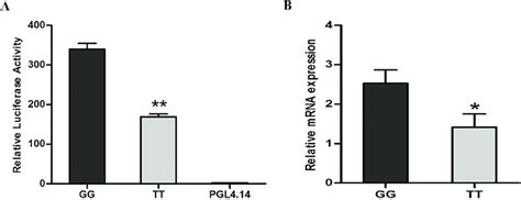 (A). Luciferase reporter assays of reporter constructs containing the G ... 