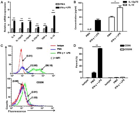 Effects Of Irf And Ifn Interaction On The M Polarization Of