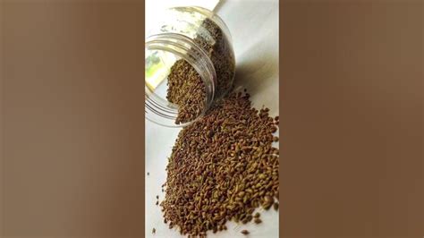 How To Use Ajwain For Constipation Shortsfeed Shortvideo Youtube