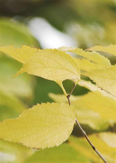 Celtis Australis Urbidermis