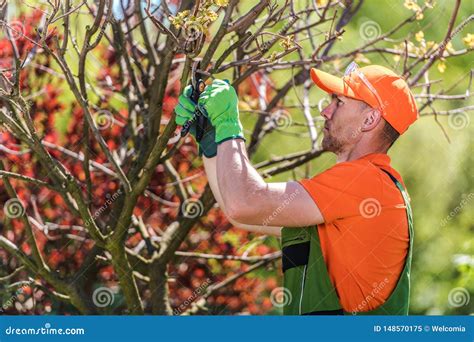 Removing Tree Branches stock image. Image of branches - 148570175