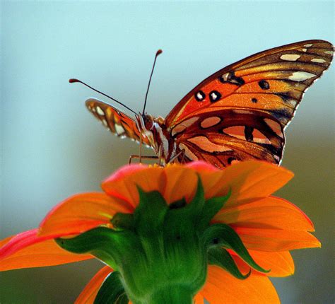 Butterfly View Photograph By Dottie Dees Fine Art America