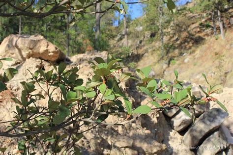 Clethra hartwegii Árboles de Colima Latifoliadas iNaturalist Mexico