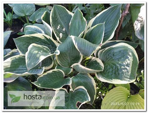 Hosta.com.ua. Хоста Battle Star (Баттл Стар): опис, фото з мого саду