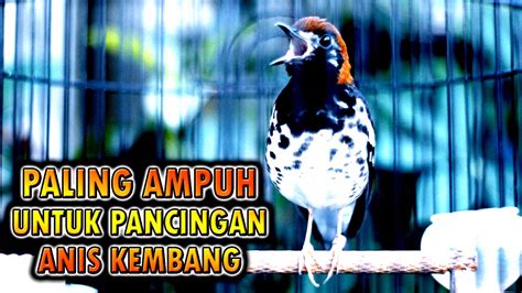 Anis Kembang Gacor Paling Cepat Untuk Pancingan Anis Kembang Biar Bunyi