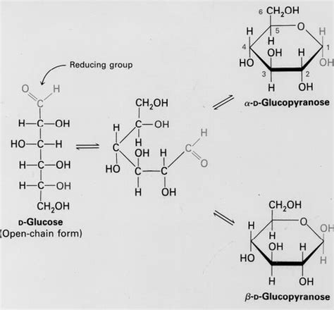 Biochemistry Exam Ii Flashcards Quizlet