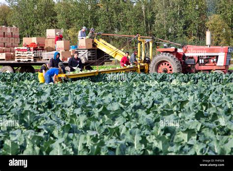 Farm workers harvesting cabbage 'Brassica oleracea', International ...