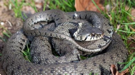 Snakes: Facts, Characteristics, Behavior, Diet, More