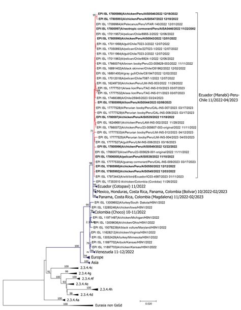 Figure Highly Pathogenic Avian Influenza A H N From Wild Birds