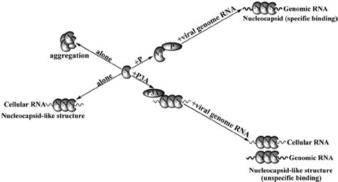 Proposed Model Of The Role Of N Terminal Phosphorylation Of P In