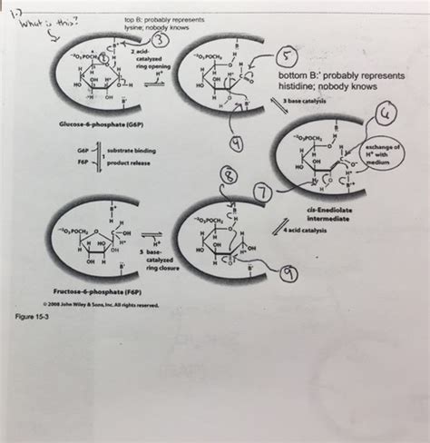 Biochem Exam 4 Flashcards Quizlet