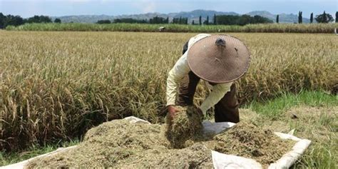 Jelang Musim Tanam Petrokimia Gresik Kerahkan Pengendali Hama Kawal 13